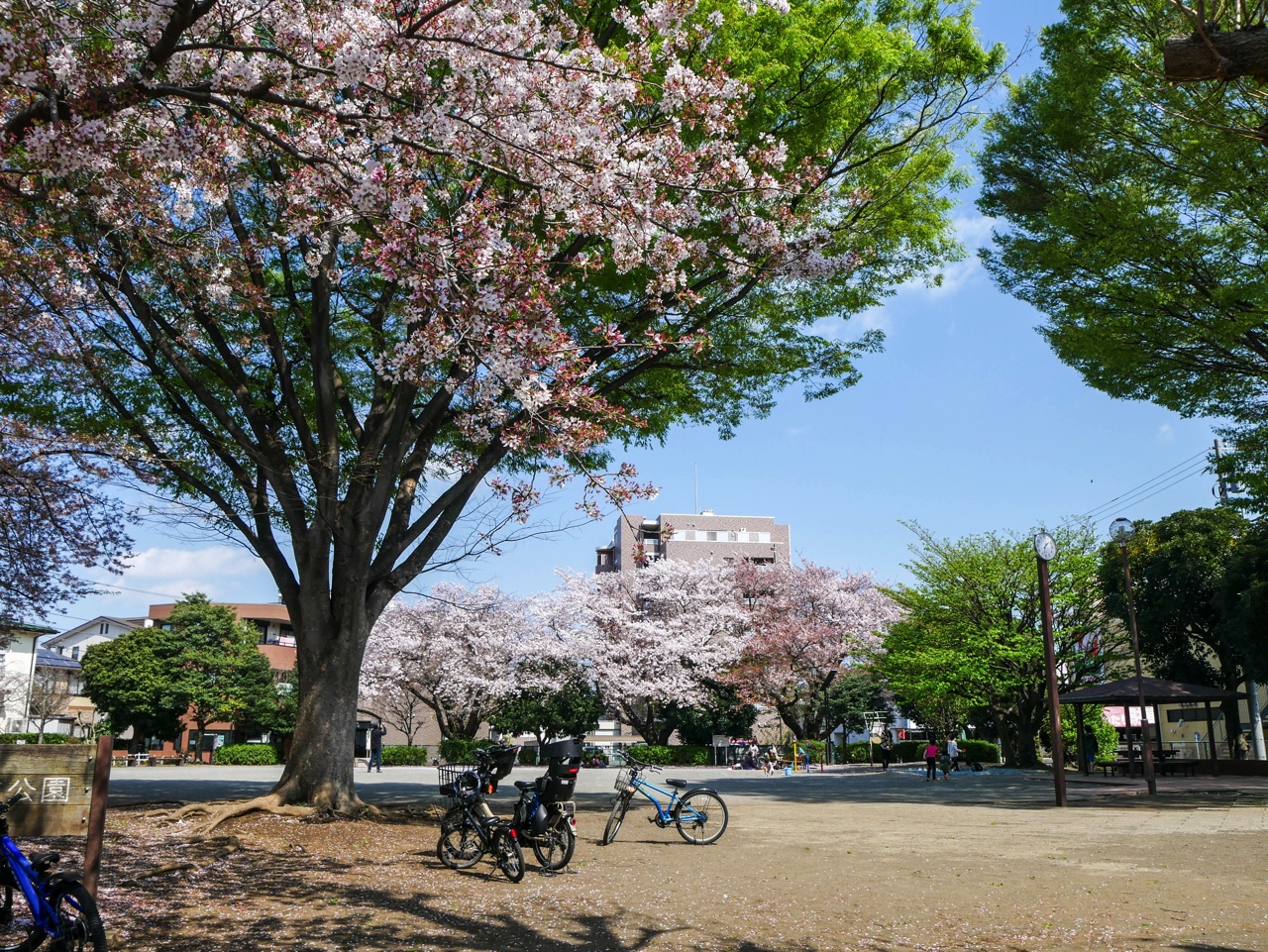 桜のシーズンの日本の公園