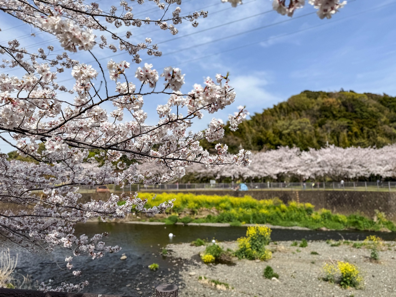 桜並木